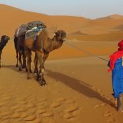 Camel ride Sahara desert